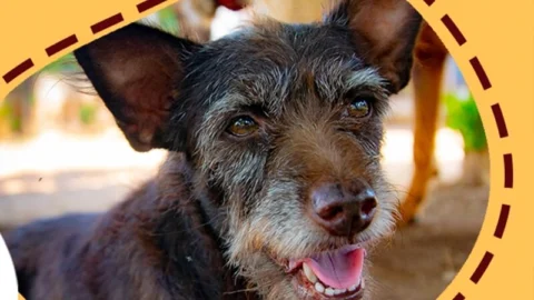 Animais esperam por uma família no Centro de Controle de Zoonoses