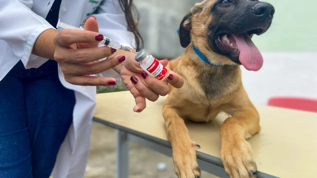 Devem receber a dose da vacina os cães e gatos com mais de três meses de vida, saudáveis, sem apresentar vômitos, diarreia e emagrecimento