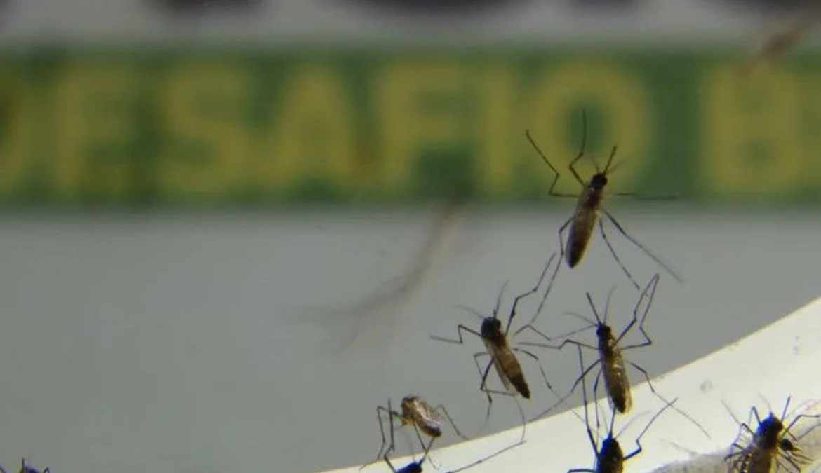 Participação da comunidade é essencial para combater o mosquito Aedes aegypti 1 Consideradas arboviroses urbanas, dengue e chikungunya são transmitidas pelo mosquito Aedes aegypti