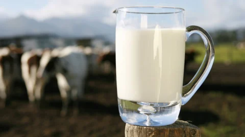 “Os humanos não podem consumir leite de vaca!” Fato ou desinformação? 1 “Os humanos não podem consumir leite de vaca!” Fato ou desinformação?