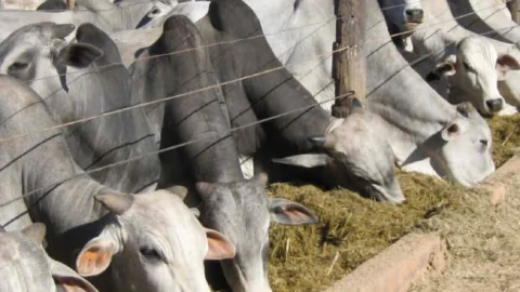 Ciclo de preços da arroba do boi muda de baixa para alta