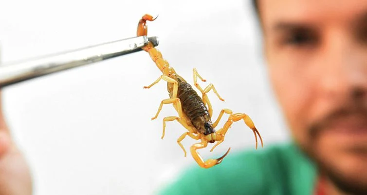 CCZ de Valadares combate animais peçonhentos e outros vetores 1 Crianças abaixo de 7 anos têm mais chance de apresentar sintomas como vômito e diarreia quando são picadas pelo escorpião: Foto Ministério