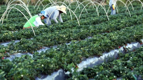 Plataforma do Desenrola renegociará dívidas de agricultores familiares 7 Plataforma do Desenrola renegociará dívidas de agricultores familiares