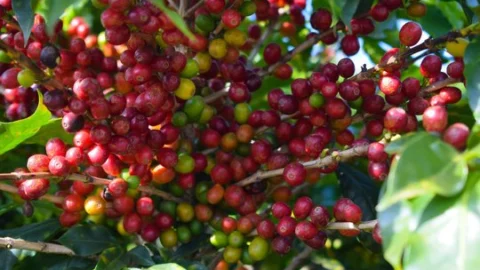 Divulgada lista dos classificados para a próxima etapa do 20º Concurso de Qualidade dos Cafés de Minas Gerais 9 Divulgada lista dos classificados para a próxima etapa do 20º Concurso de Qualidade dos Cafés de Minas Gerais