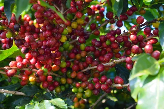 As duas regiões maiores produtoras de café do estado, Matas e Sul de Minas, se destacaram também na qualidade, com 132 e 80 amostras