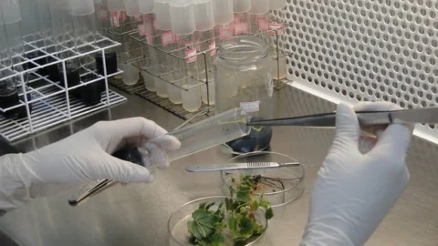 Pesquisa apoiada pela Fapemig desenvolve fitoterápico para diabetes e obesidade 7 Pesquisa apoiada pela Fapemig desenvolve fitoterápico para diabetes e obesidade