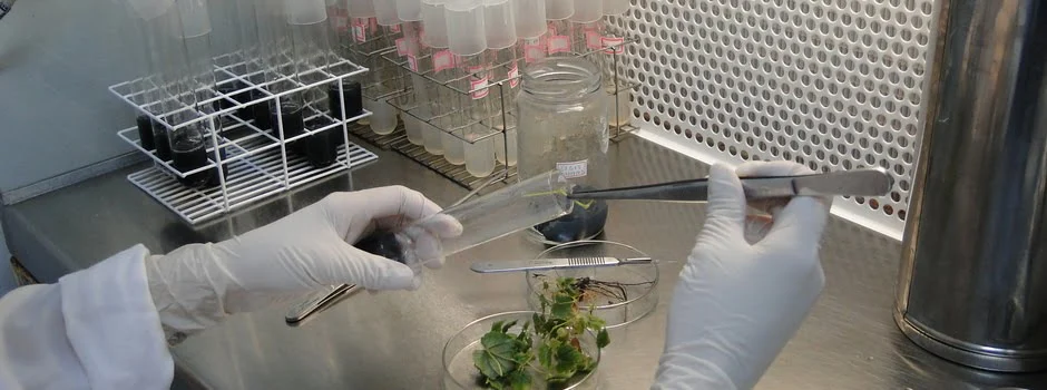 A fitoterapia não é uma novidade, mas o estudo aprofundado do poder medicinal das plantas, principalmente relacionado a doenças crônicas