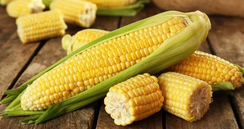 Cozinha Mineira, por meio da culinária do Milho e da Mandioca, agora é Patrimônio Cultural Imaterial do Estado 1 Legenda: O Brasil é o maior produtor de milho do mundo e o milho vem do campo
