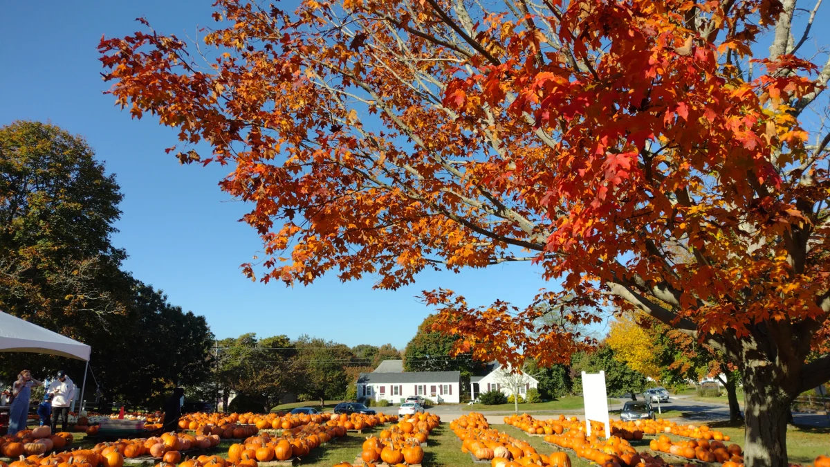 O Pumpkin Patch montado em frente à Igreja Congregacional de West Yarmouth, na cidade de West Yarmouth, às margens da Rota 28 – Foto Tim