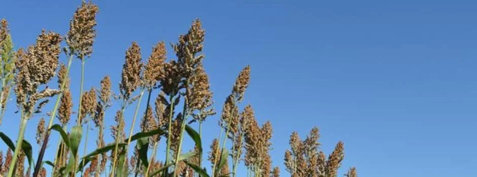 O resultado é motivado pelo aumento da área plantada e da produtividade, clima favorável e maior uso de insumos nas lavouras
