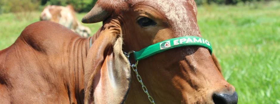 Equipe composta por pesquisadores, bolsista e estagiário da Empresa de Pesquisa Agropecuária de Minas Gerais (Epamig) esteve no 12º