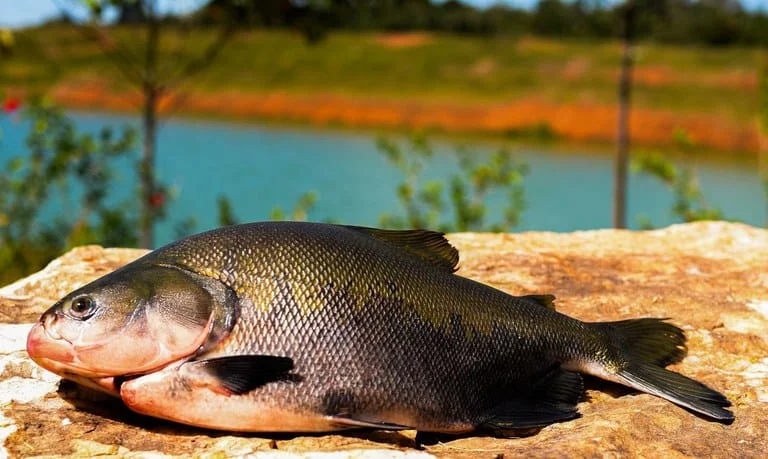 Um peixe do tipo tilápia em cima de uma pedra com um fundo para um lago esverdeado