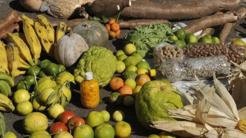 Governo Federal destina mais R$ 250 milhões para Programa de Aquisição de Alimentos