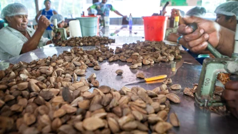 Governo estuda modelo de desenvolvimento pela sociobioeconomia