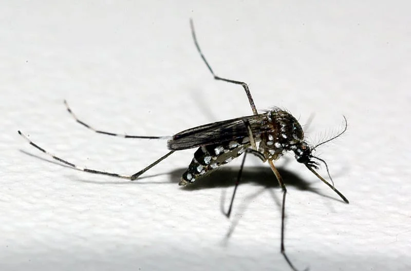 Em seminário, Governo de Minas discute ações de prevenção e controle das arboviroses em todo o estado 1 Inseto aeds aegypti popularmente conhecido como mosquito da Dengue. Vetor transmissor da doença