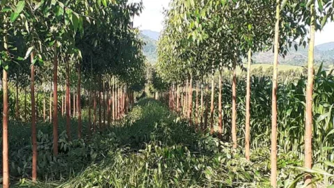 IEF publica terceiro edital de notificação de análise do Cadastro Ambiental Rural 7 IEF publica terceiro edital de notificação de análise do Cadastro Ambiental Rural
