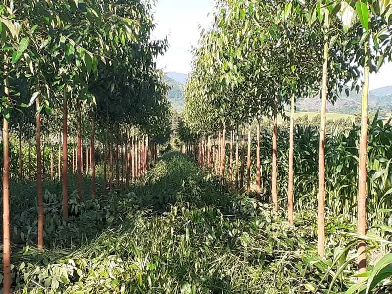 IEF publica terceiro edital de notificação de análise do Cadastro Ambiental Rural 1 Está disponível, no site do Instituto Estadual de Florestas (IEF), o terceiro edital de notificação de análises do Cadastro Ambiental Rural