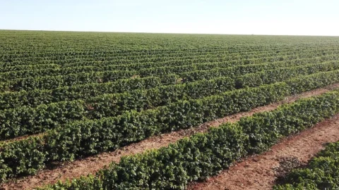 Avanço na redução de carbono é tema do próximo episódio do 16º Seminário de Políticas Públicas para o Setor Rural 3 Avanço na redução de carbono é tema do próximo episódio do 16º Seminário de Políticas Públicas para o Setor Rural
