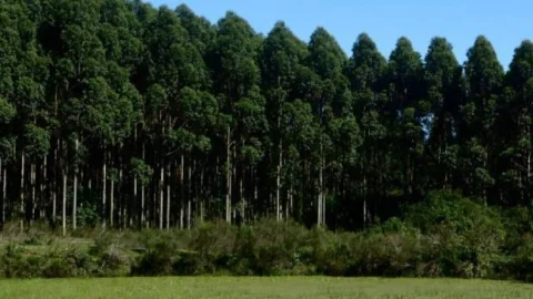 Agro mineiro exporta 12,1 milhões de toneladas e soma US$ 10,7 bilhões de janeiro a setembro  