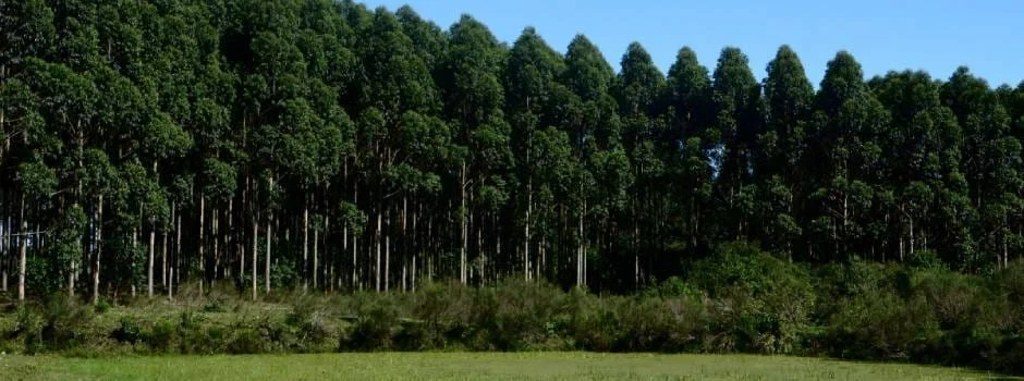 O volume exportado pelo agronegócio mineiro cresceu 12%, no período de janeiro a setembro