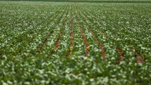 Agricultura: condições climáticas impactam principais regiões produtoras de grãos 2 Agricultura: condições climáticas impactam principais regiões produtoras de grãos