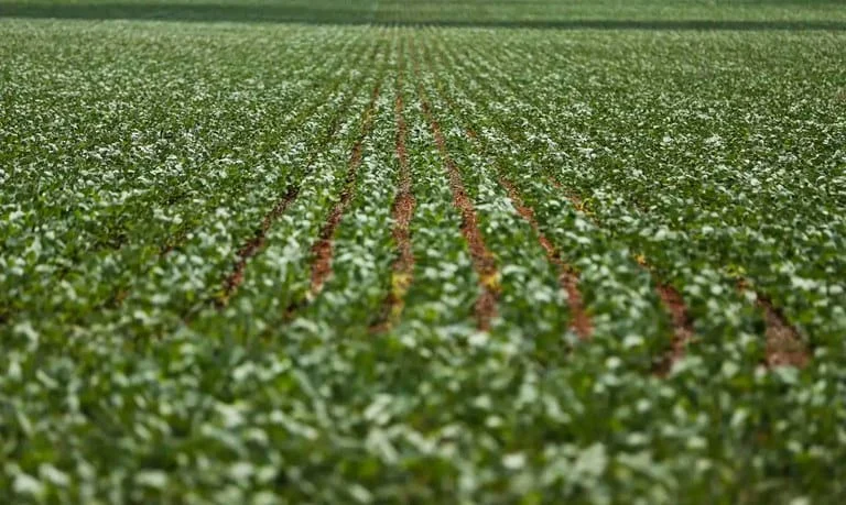 Agricultura: condições climáticas impactam principais regiões produtoras de grãos 1 De acordo com o Boletim de Monitoramento Agrícola, as três primeiras semanas de novembro foram marcadas por fortes chuvas ocorridas