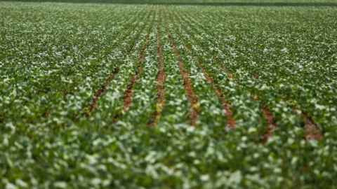 Aplicação do crédito rural chega a R$ 186 bilhões em quatro meses do atual Plano Safra 5 Aplicação do crédito rural chega a R$ 186 bilhões em quatro meses do atual Plano Safra