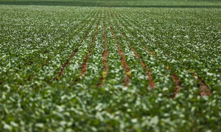 O desembolso do crédito rural da agricultura familiar e da empresarial nos quatro primeiros meses do Plano Safra 2023/2024 chegou a R$ 186