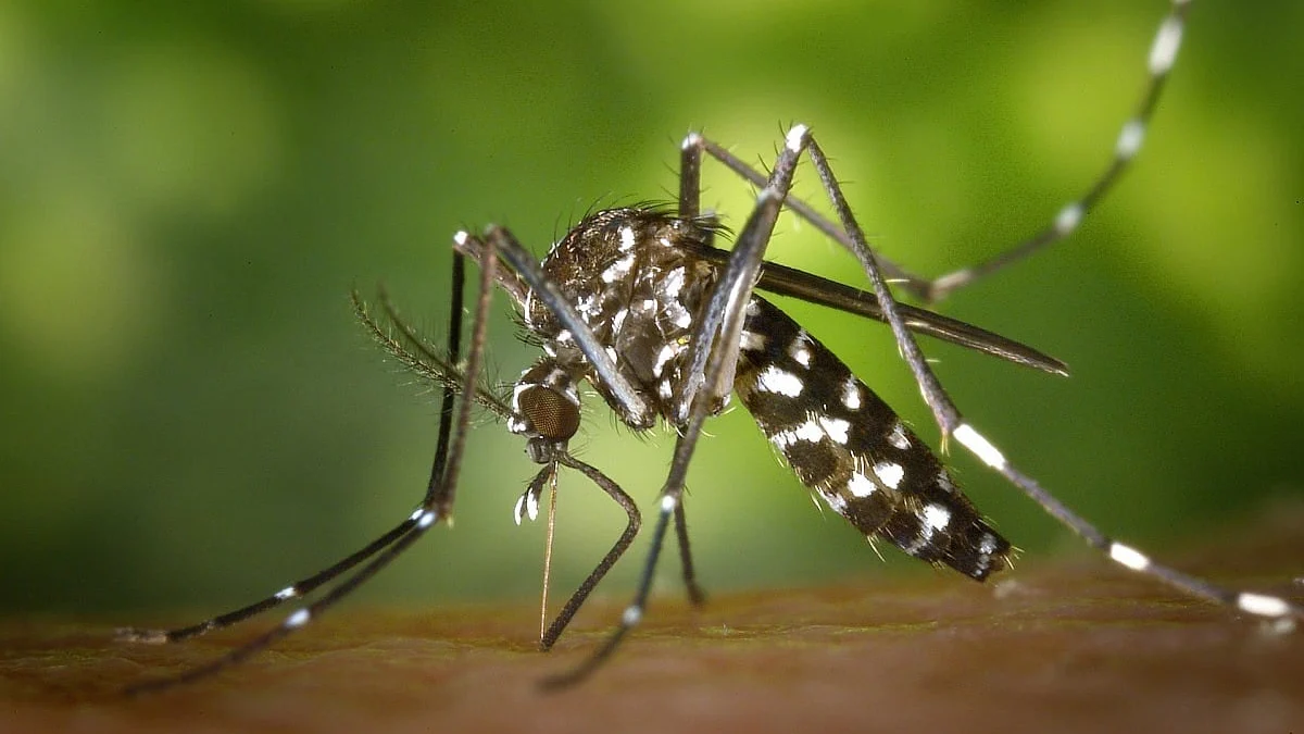 Profissionais de saúde alertam para ressurgimento do tipo 3 da dengue 1 Um estudo da Fundação Oswaldo Cruz (Fiocruz), divulgado em maio deste ano, já mostrava o ressurgimento desse sorotipo