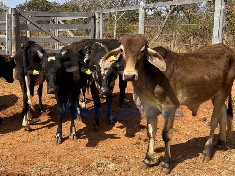 Nova oportunidade para adquirir bovinos mestiços da Embrapa 1 Criadores interessados em adquirir bovinos mestiços da Embrapa ganharam uma nova oportunidade