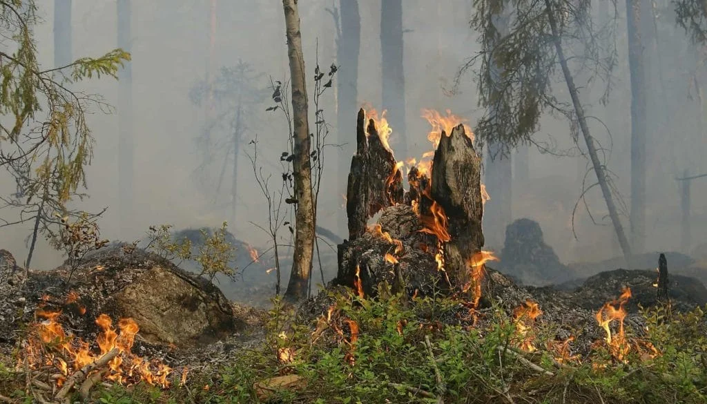 Pelo menos 200 hectares de Mata Atlântica foram destruídos em um incêndio que atinge o Parque Nacional do Monte Pascoal, em Porto Seguro