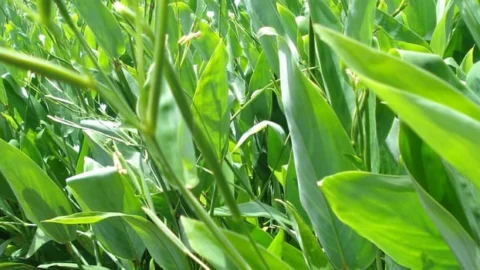 Emater-MG e Epamig incentivam o cultivo de araruta em São João del-Rei 3 Emater-MG e Epamig incentivam o cultivo de araruta em São João del-Rei