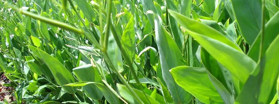 Emater-MG e Epamig incentivam o cultivo de araruta em São João del-Rei 1 Resgatar saberes e valorizar produtos locais foram alguns dos temas do dia de campo realizado na Universidade Federal de São João del-Rei
