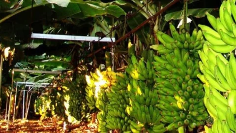 Técnicos da Emater discutem novidades da fruticultura no Norte de Minas 6 Técnicos da Emater discutem novidades da fruticultura no Norte de Minas