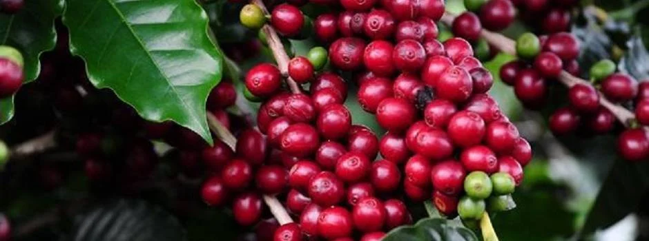 Técnicos da Emater-MG de várias regiões farão imersão em cafeicultura durante a Semana Internacional do Café 1 O evento será realizado de 8 a 10/11, no Expominas, em Belo Horizonte, e deve reunir mais de 20 mil pessoas, de cerca de 40 países