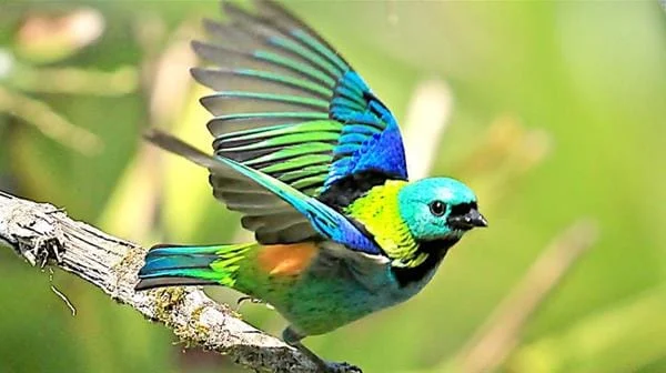 1° Workshop de Observadores de Aves do Leste de MG 1 Você sabia que a prática de observar pássaros em seu hábitat natural é um tipo de turismo? Conhecida como Birdwatching a prática tem gerado