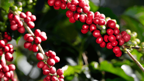 Pesquisa da Epamig sobre cultivo de café consorciado com banana e abacate é premiada em simpósio de agroecologia