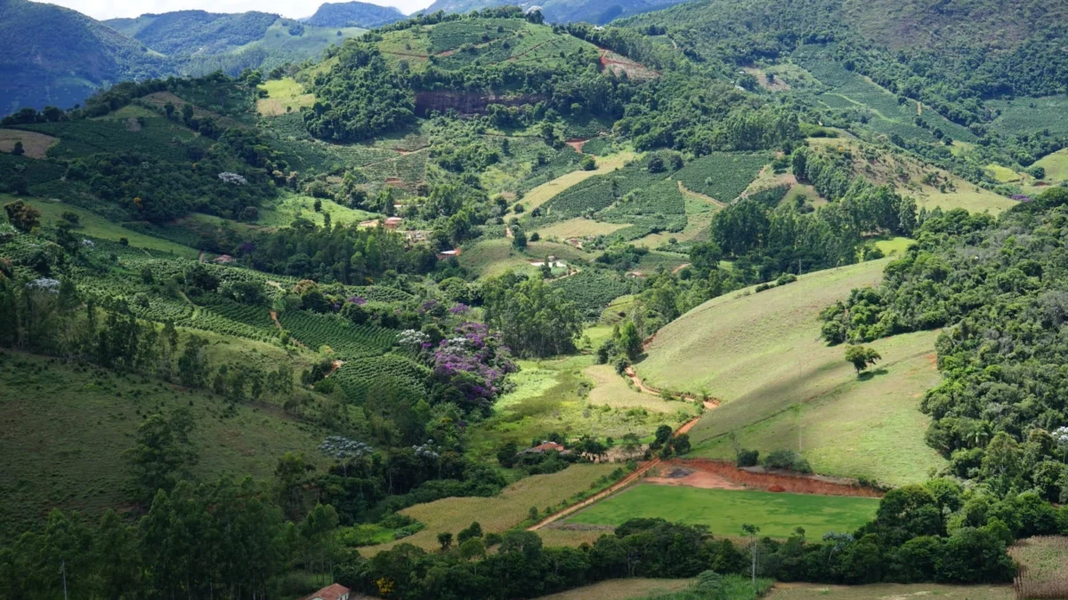 A Empresa de Pesquisa Agropecuária de Minas Gerais (Epamig) participa, nesta quarta-feira (29/11), a partir das 10h30, do “Simpósio Virtual