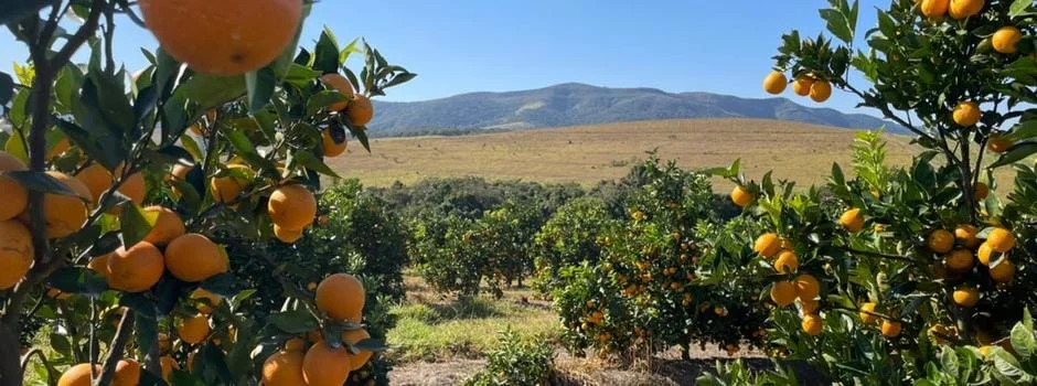 Produtores apostam na citricultura de montanha e formam novo polo de produção em Minas Gerais 1 Minas Gerais é o segundo maior estado produtor de frutas cítricas do Brasil e tem apresentado um crescimento exponencial nos últimos anos