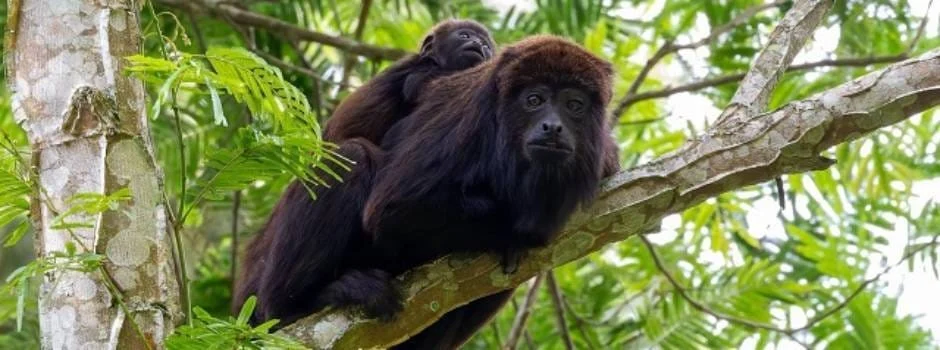 Família de macacos bugio volta a ser avistada no Parque Nova Baden e entusiasma biólogos 1 Uma família de macacos bugio (Alouatta guariba) foi avistada na área do Parque Estadual Nova Baden, em Lambari, no Sul de Minas, na última