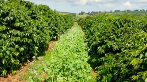 Agricultura incentiva uso de plantas de cobertura para proteção do solo em lavouras 5 Agricultura incentiva uso de plantas de cobertura para proteção do solo em lavouras