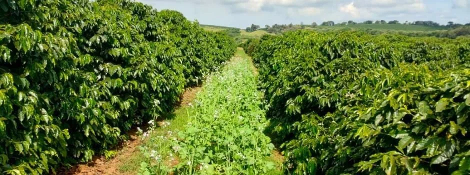 A Empresa de Assistência Técnica e Extensão Rural de Minas Gerais (Emater-MG) está orientando produtores rurais de vários municípios