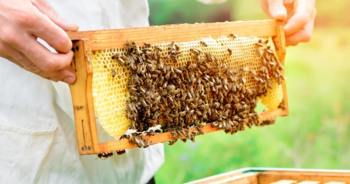 Apicultura pode aumentar renda da propriedade rural, mas exige cuidados 1 A criação de abelhas é atualmente uma importante atividade agropecuária, compatível com a preservação e conservação do meio ambiente