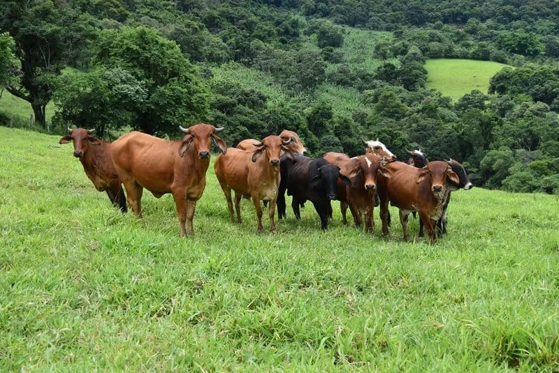 Mudanças na legislação pecuária do estado visam mais proteção do rebanho mineiro 1 Pela primeira vez em mais de 50 anos, os produtores mineiros não precisam vacinar seus animais contra febre aftosa no mês de novembro