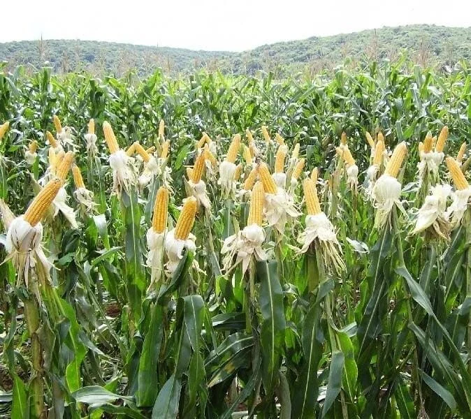 A atuação do fenômeno El Niño, com previsão de chuvas abaixo e de calor acima da média, faz aumentar a preocupação com a infestação