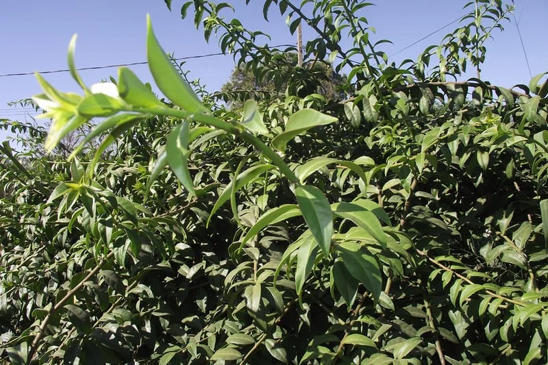 Epamig promove hortaliças PANC na Zona da Mata Mineira 1 A Empresa de Pesquisa Agropecuária de Minas Gerais (Epamig) vai realizar, no mês de dezembro, oficinas e palestras sobre o cultivo e