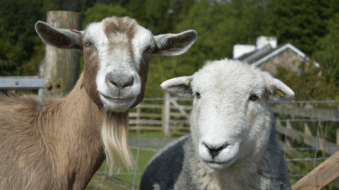 Brasil amplia exportação de material genético animal para o Paraguai 8 Brasil amplia exportação de material genético animal para o Paraguai