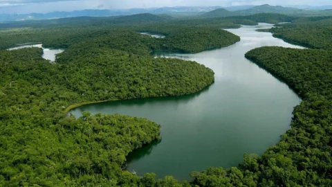 Minas reduz em 62% o desmatamento da Mata Atlântica