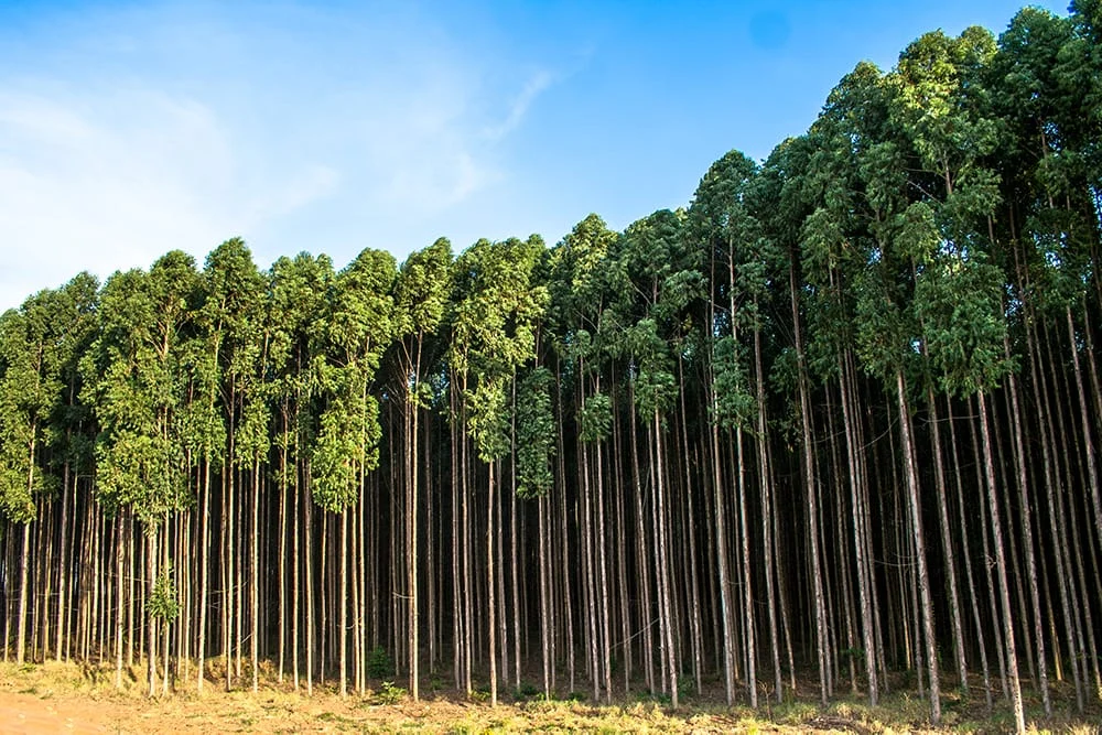 O destaque continua sendo o segmento dos produtos florestais, que mantém as vendas aquecidas desde o início do ano