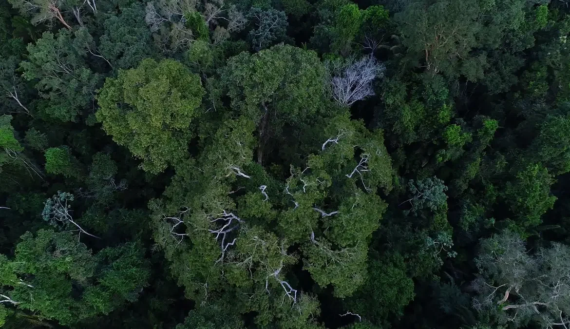 Obra mostra importância da Amazônia e de mais 4 florestas para o clima 1 Suas teses foram reunidas no livro Megaflorestas – Preservar o que temos para salvar o planeta